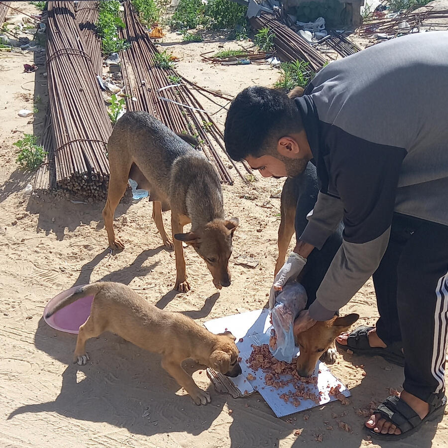 Animal Care Group Gaza